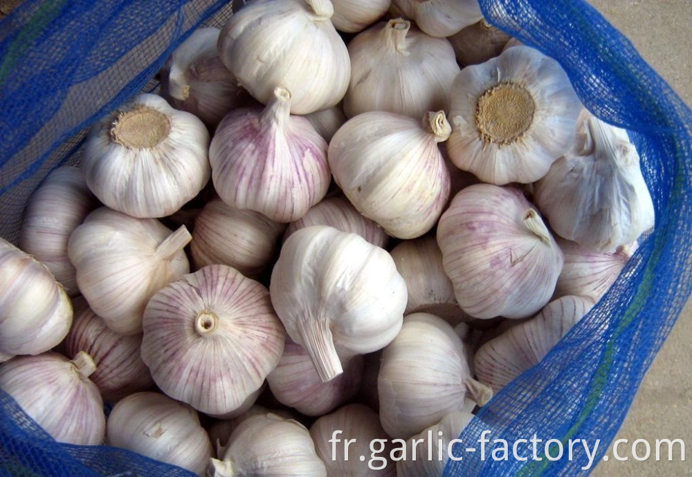 New crop fresh natural normal white garlic
